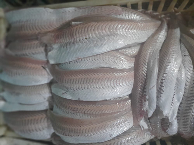 imagen de tubos de calamar